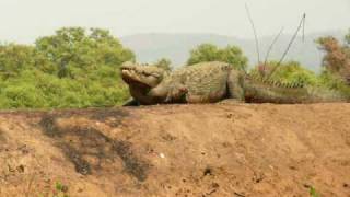 preview picture of video 'KROKODILLE I INDIA - Crocodiles in India'