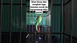 Download lagu Suara khas cucak ijo original alas purwo banyuwangi, faseh,irama mnyambung,khas mp3