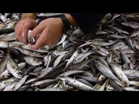 Hidria Spacefolk - Pako Originaux (HD)