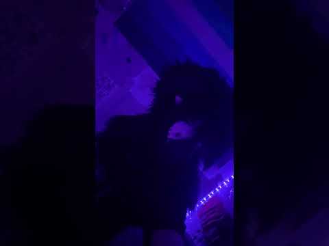 idk what ts is (shitpost) #skulldog #skully #furry #fursuit #pride #gay #cosplay #furries #idk