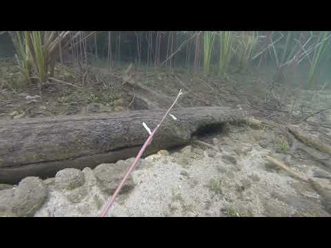 Soiperoinen, Taivalkoski 27.7.23, Hieno vanha vene löytyi. Kirkas vesi, Hienoja vesikasveja.