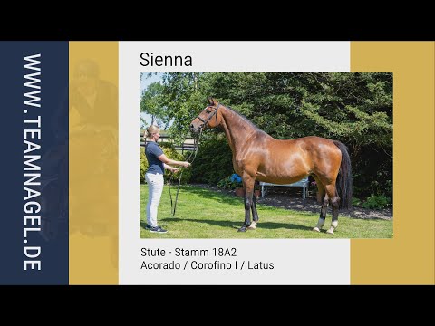 Katalog Nr. 10 - Sienna * Stute * Acorado / Corofino I / Latus * Stamm 18A2