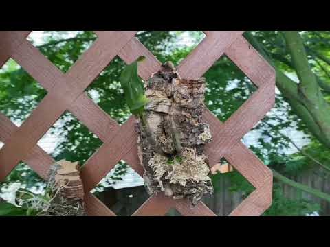Growing my orchids outside for the first time ever...