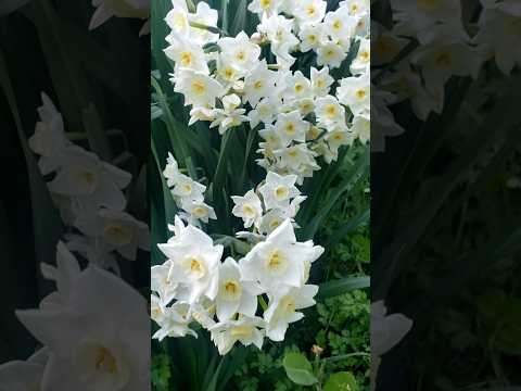 詩人の水仙 植物