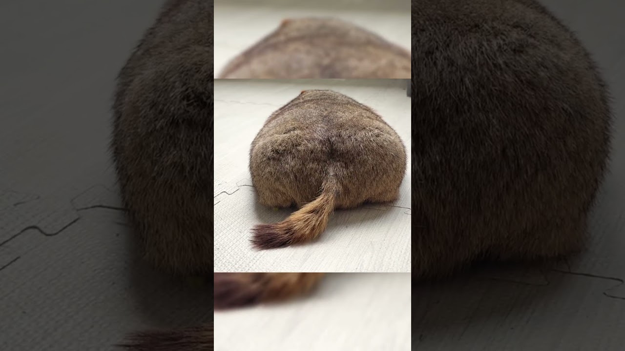 A Rare Look at a Marmot’s Back #mamochi