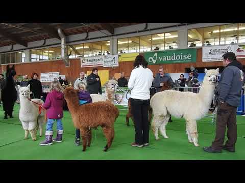 ラマ (属)について詳しく解説