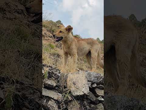 प्यारा डाॅग #shortsvideo