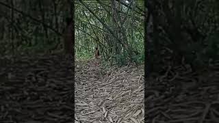 Download lagu Bukan Sembarang Bochil 😳 #shorts #kuntilanak #viral #tiara mp3