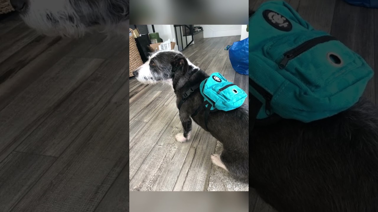 Enlarge Wesley, a ADOPTABLE mixed breed in Burbank, CA video 6/6