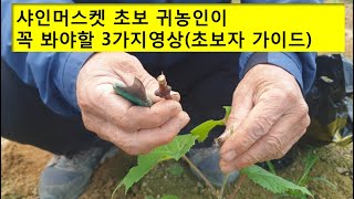 샤인머스켓 초보들이 봐야할 영상