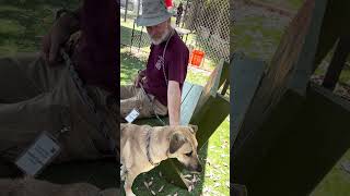 Video preview image #1 Mutt Puppy For Sale in Pasadena, CA, USA