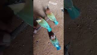 Download lagu kirik kirik senja #birds mp3