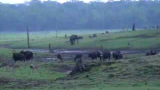 preview picture of video 'Indian Wildlife ( Kabini Backwaters )'