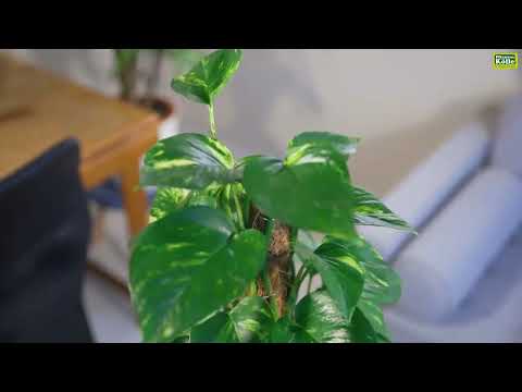 Efeutute im Portrait | Pflanzen-Kölle