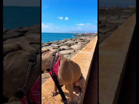 What a beautiful day in Hawaii 🌞🌊 #hawaii #pitbull