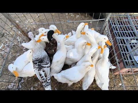 FEIRA DA GALINHA CAPOEIRA DE CAMPINA GRANDE-PB 03/12/2025