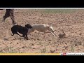 Rabbit Hunting 2024 Greyhound Coursing Hare Dog Hunting