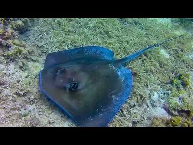 Tropical Fish Ecology: Eleuthera, Bahamas