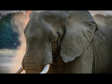 WHAT TO DO WHEN AN ELEPHANT VISITS YOUR CAMP