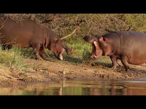 Kapama | Hippos Fighting