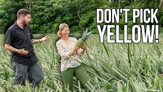 How To Pick the Right Pineapple (Costa Rican Farmer!)