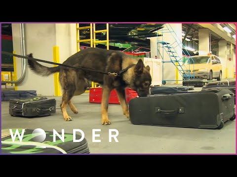 K9 Dog Sniffs Out Hidden Explosives In Airport | Wonder