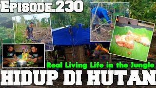 Download lagu MEMBERSIHKAN LAHAN KEBUN RAWAT TANAMAN DAN WIRTA MASAK IKAN PAES MAKAN MALAM| HIDUP DI HUTAN Eps.230 mp3 Download lagu MEMBERSIHKAN LAHAN KEBUN RAWAT TANAMAN DAN WIRTA MASAK IKAN PAES MAKAN MALAM| HIDUP DI HUTAN Eps.230 mp3