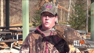 What do you do when you find an injured wild animal