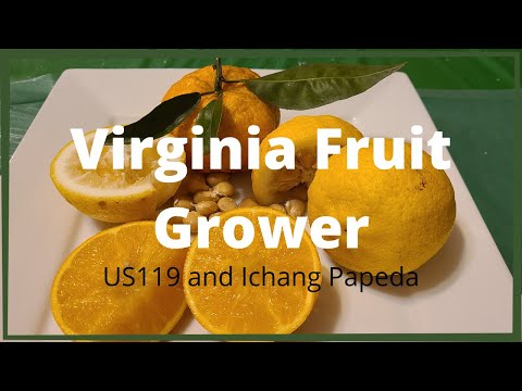 Hardy citrus Ichang papeda and US119   US 119