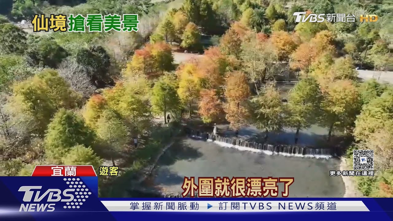 三層坪再開放掀搶訂潮 落羽松未轉紅、兩個月名額全滿