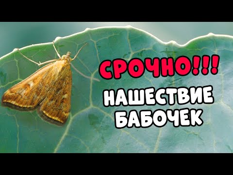 Обложка видео