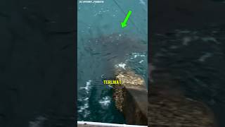 Download lagu This man was approached by a giant fish while fishing!! mp3