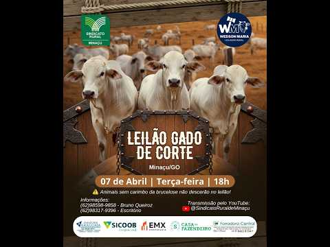 LEILÃO GADO DE CORTE - SINDICATO RURAL DE MINAÇU GO - 07/04/2026