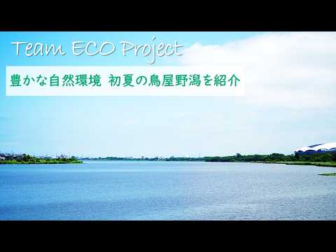 Introducing Toyano Lagoon in early summer, a place with a rich natural environment.