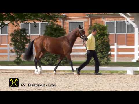 Hanoverian Stallion Licensing 2016 No  65 by Franziskus Espri