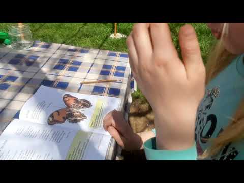 Svirala od vrbe (Grigor Vitez)