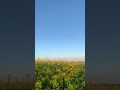 WHAT A GREAT FEELING RUNNING TROUGH THESE FIELDS