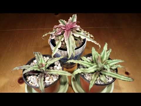 , title : '지구의 별 크랩탑서스 (핑크 크리프탄서스, 불가사리 꽃) 키우기 《How to grow Cryptanthus / Earth star plant》'