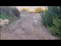 Female Dog Meets Male Dog For The First Time Animal Mating Smell