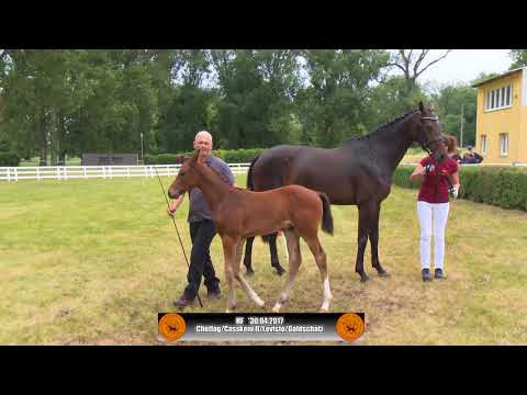 Hengstfohlen von Chetlag / Casskeni II  *30.04.2017