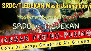 Download lagu Terapi Masteran SRDC & TLEDEKAN gunung suara alam paling jernih 💯% ampuh mp3