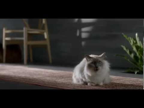 Cisco: Circle Story
