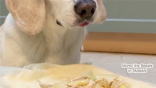 清明節にスペシャルエキス入り春巻きを楽しむビーグル犬モモ