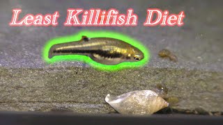 Least Killifish Diet