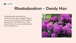 Evergreen Hedges: Adding Beauty To Your Yard