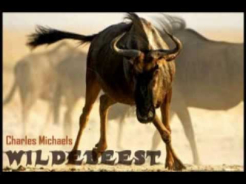 WILDEBEEST- THE CRAZIEST SONG EVER!!