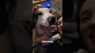 Ever seen a dog so excited for breakfast?? #dogshorts #doggielife #petsrule #dogsrule