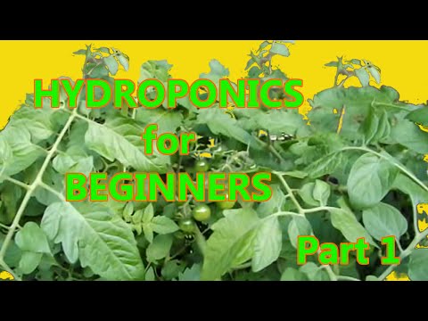 Hydroponics for Beginners: DWC homemade DIY Under $50 Part 1
