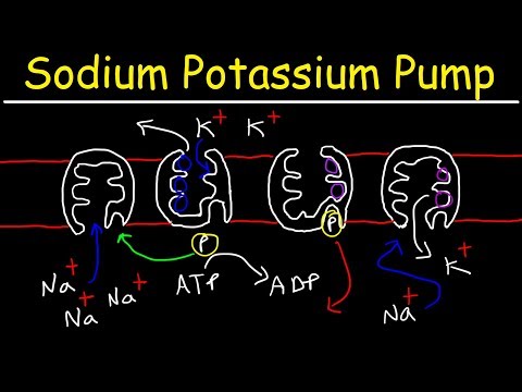 Sodium Potassium Pump Active Transport