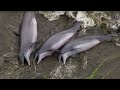 Smart Dolphins Beach Their Prey The Hunt BBC Earth